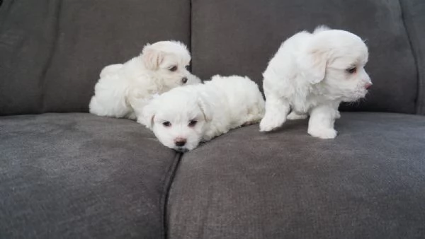 bellissimi cuccioli di maltese | Foto 1