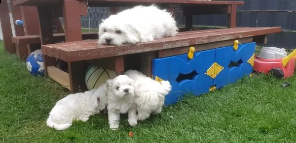 bellissimi cuccioli di maltese | Foto 0