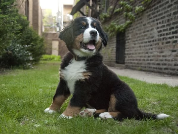 cuccioli bovaro del bernese | Foto 0