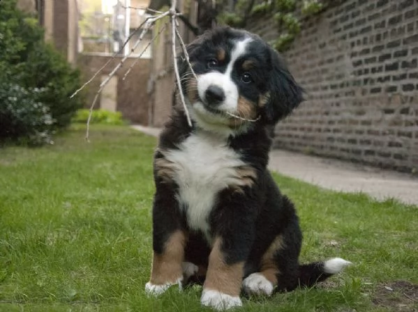 cuccioli bovaro del bernese