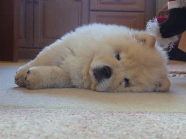 cucciolo di chow chow | Foto 0