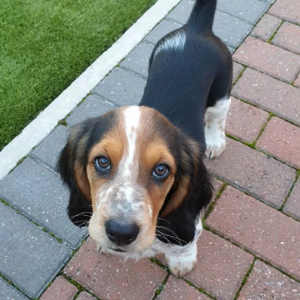 cuccioli di beagle disponibili per il regalo, 