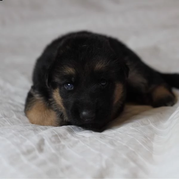 bellissimi cuccioli di pastore tedesco da regalare | Foto 0