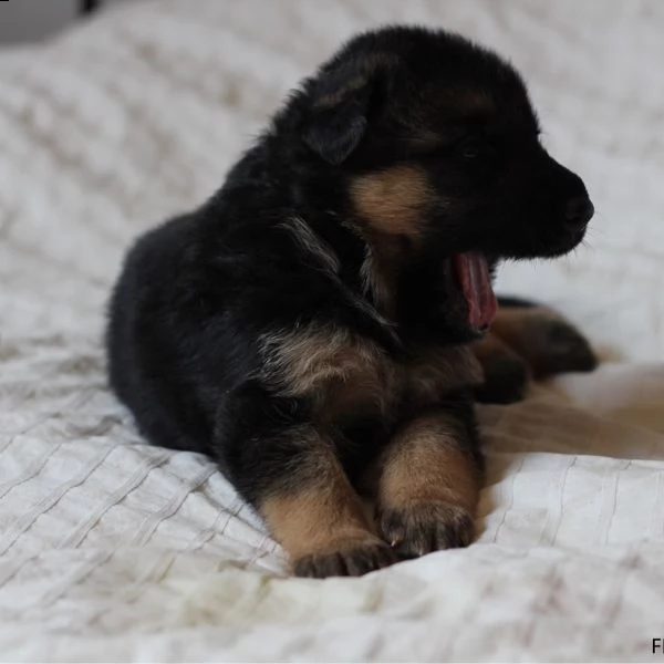 bellissimi cuccioli di pastore tedesco da regalare