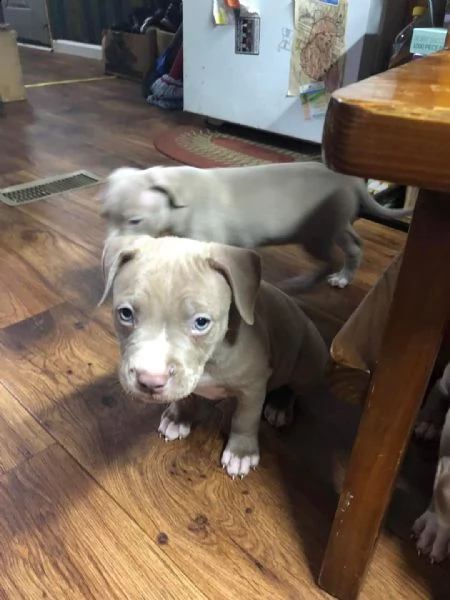 regalo cuccioli di pitbull