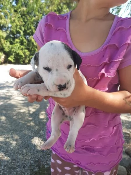  regalo dalmata cuccioli 