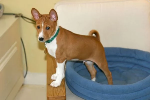 cuccioli di basenji