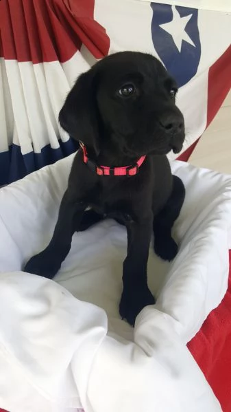 regalo cuccioli labrador .