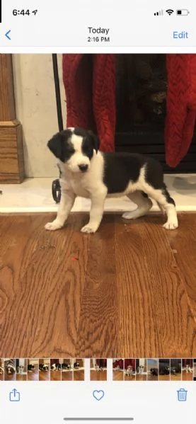 cuccioli di border collie femminucce e maschietti disponibili per l'adozione gratuita