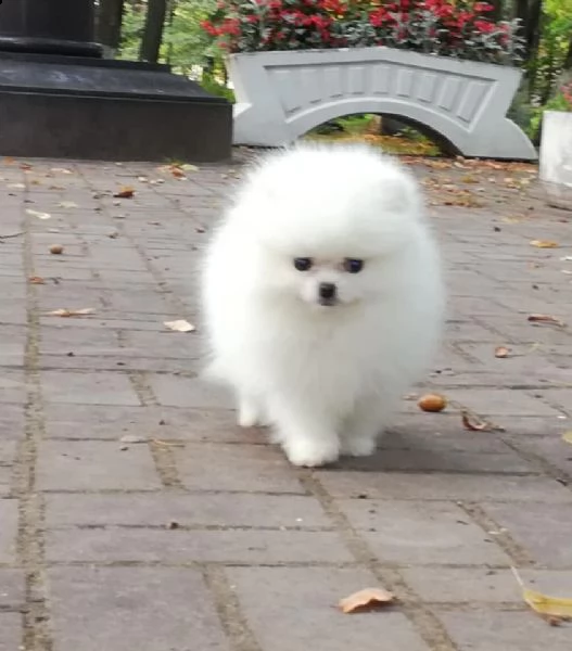 spitz di pomerania nano/bianco | Foto 0