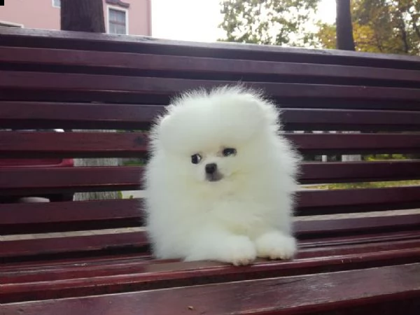 spitz di pomerania nano/bianco