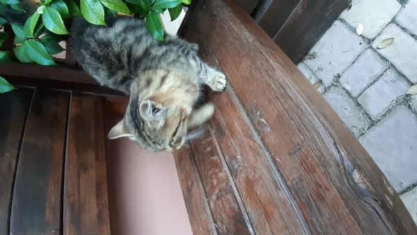 Gattina cerca casa e amore | Foto 5