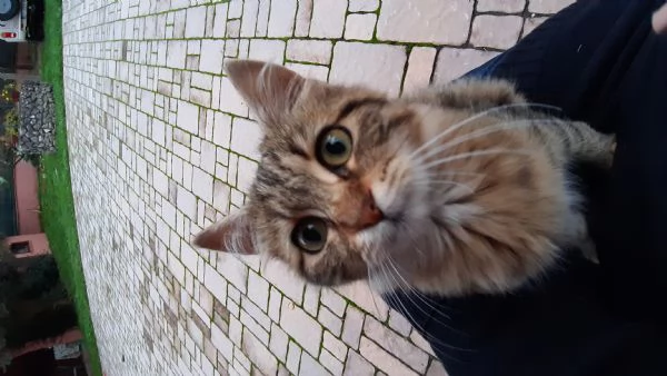 Gattina cerca casa e amore | Foto 0