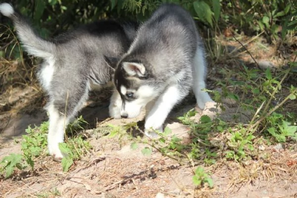 4 siberian husky occhi color ghiaccio stupendi | Foto 1