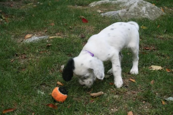 cucciolo di setter inglese | Foto 0