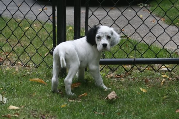 cucciolo di setter inglese