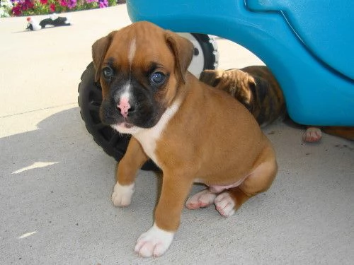 cuccioli boxer fantastici | Foto 0