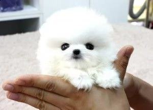  regalo cuccioli di volpino di pomerania..