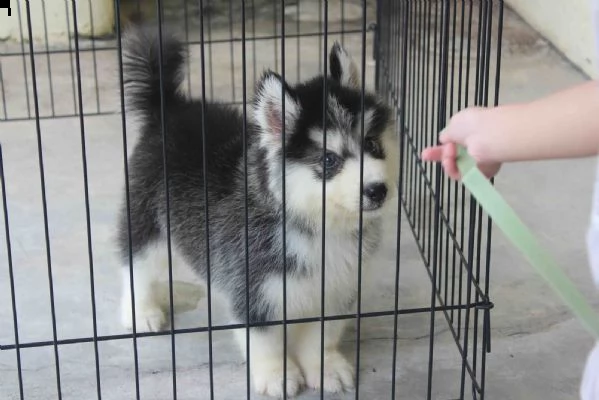 cucciolo di husky siberiano | Foto 3