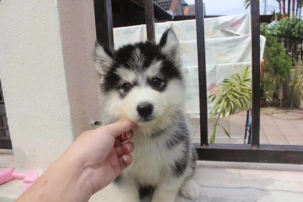 cucciolo di husky siberiano | Foto 1