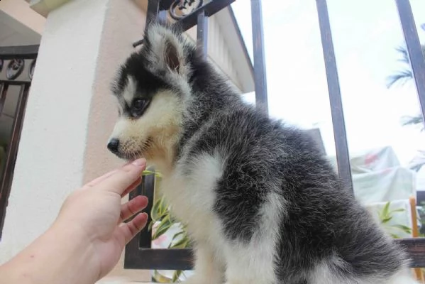 cucciolo di husky siberiano | Foto 0