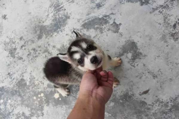 cucciolo di husky siberiano