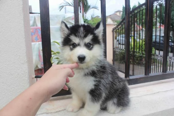 siberian husky puppies | Foto 0