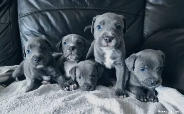 cuccioli di staffordshire bull terrier blu