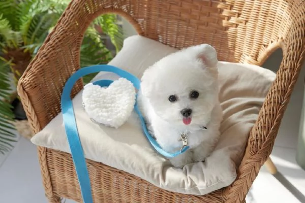 disponibili adorabili e simpatici cuccioli di bichon | Foto 1