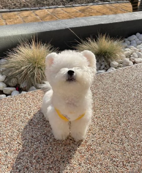 disponibili adorabili e simpatici cuccioli di bichon | Foto 0