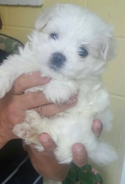 due cuccioli di maltese | Foto 0