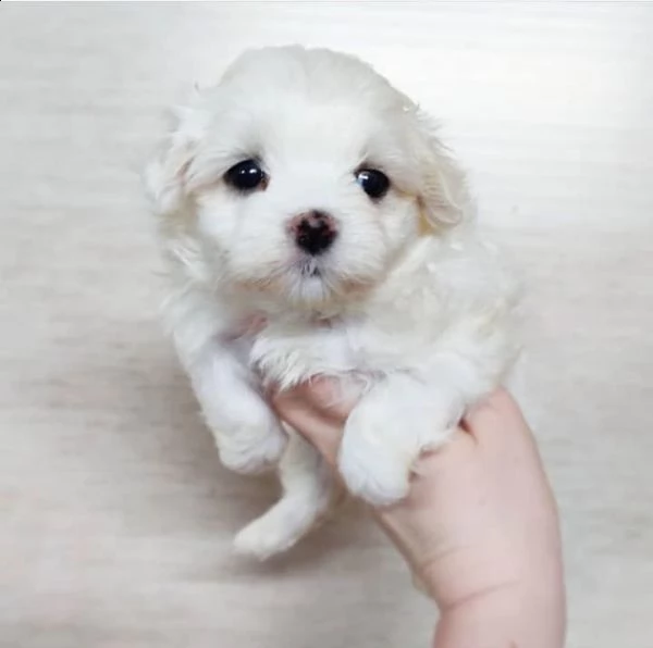 due cuccioli di maltese