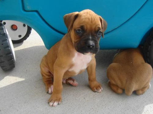 cuccioli di boxer