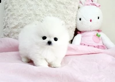  regalo cuccioli di volpino di pomerania..