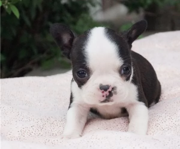  regalo boston terrier meravigliosi ! 