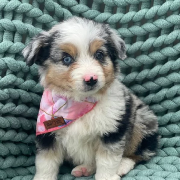 regalo adorabili cuccioli pastore australiano femminucce e maschietti gratuita 