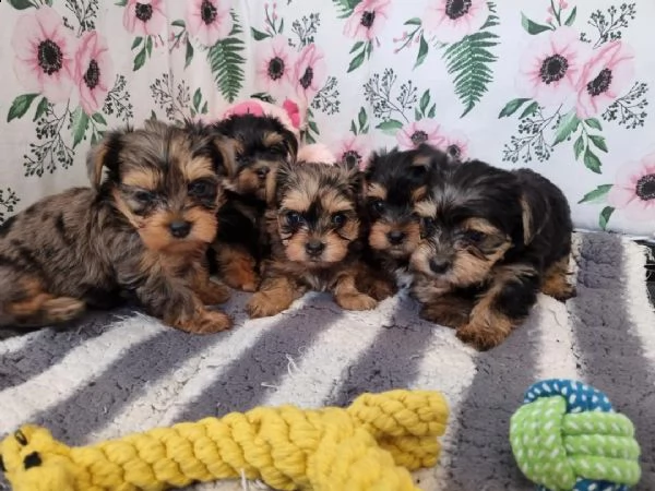 regalo tipo miniatura del yorkshire del bambino