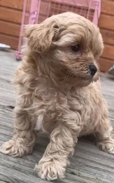 bellissimi cuccioli di maltipoo. | Foto 1