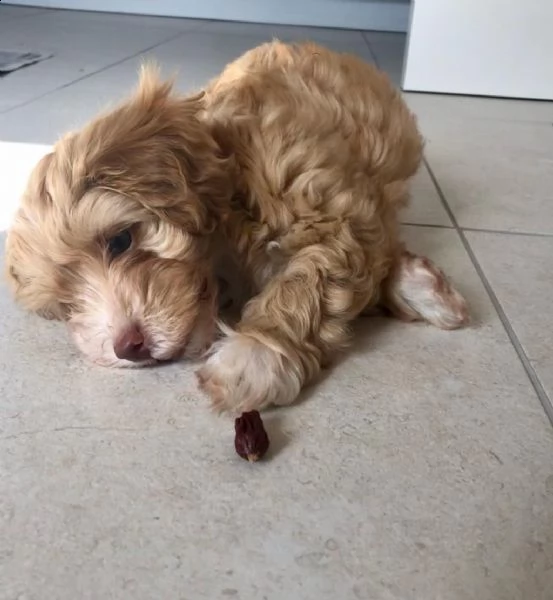 bellissimi cuccioli di maltipoo. | Foto 0