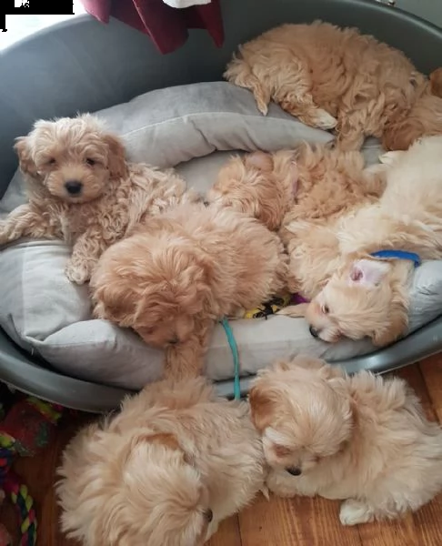 bellissimi cuccioli di maltipoo.