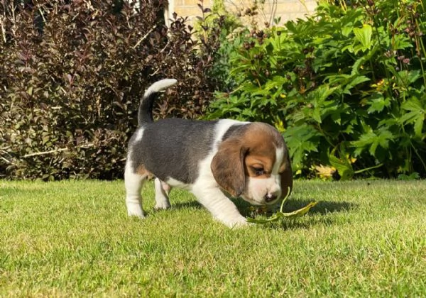 bellissimi cuccioli di beagle. | Foto 2