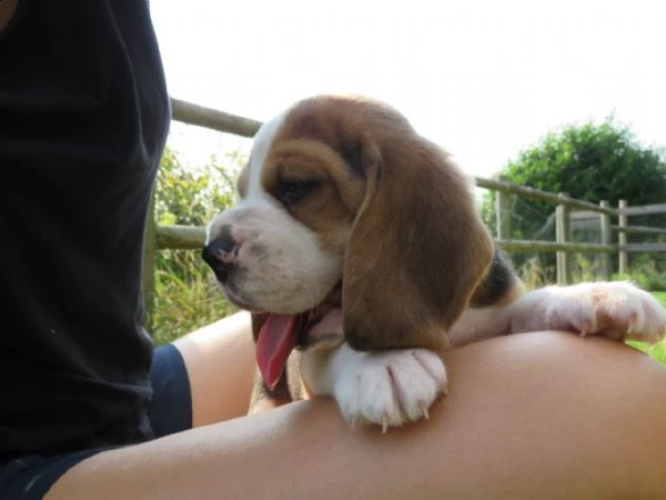 bellissimi cuccioli di beagle. | Foto 1