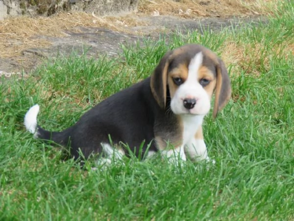 bellissimi cuccioli di beagle. | Foto 0