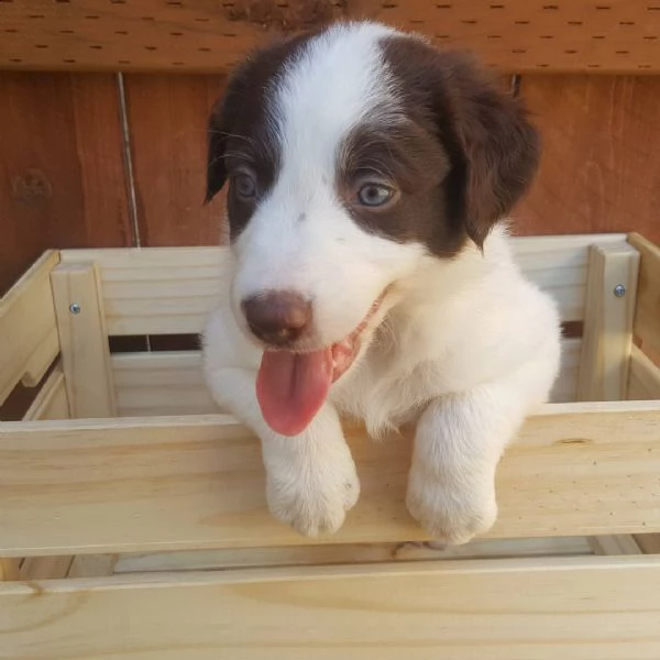 bellissimi cuccioli di border collie, | Foto 2