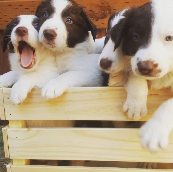 bellissimi cuccioli di border collie,