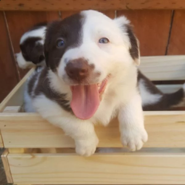 bellissimi cuccioli di border collie, | Foto 1