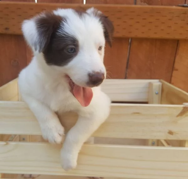 bellissimi cuccioli di border collie, | Foto 0