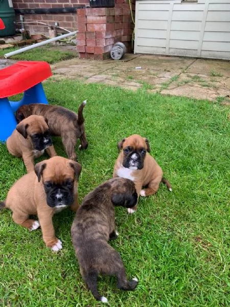 cuccioli di boxer