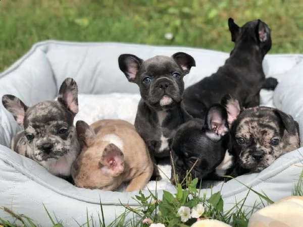 deliziosi cuccioli di bulldog francese