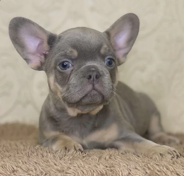 deliziosi cuccioli di bulldog francese | Foto 1